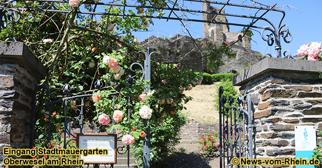 Bei gebuchten Osterpauschalen in Oberwesel am Rhein gehren ein Besuch der Welterbegrten dazu.